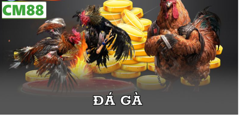 Bảng kèo và giao diện đặt cược Đá gà C5