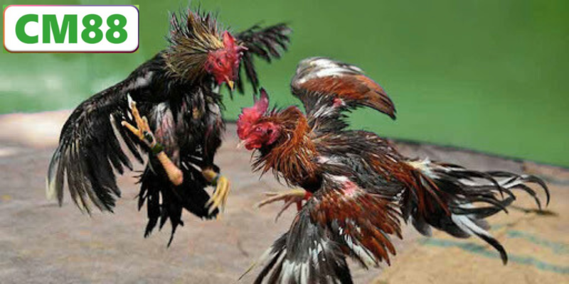 Các Tính Năng Nổi Bật Của Đá Gà CM88