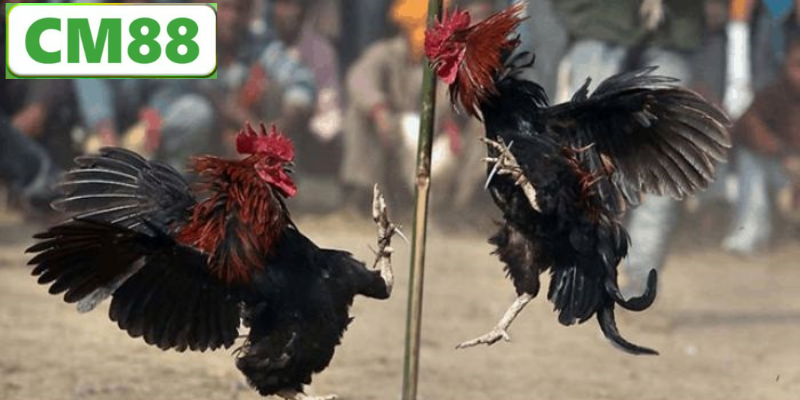 Lý Do Đá Gà Thomo Vẫn Được Yêu Thích