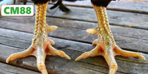 Nguồn gốc và đặc điểm nổi bật của gà đòn